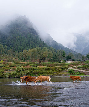 贵州山村风光