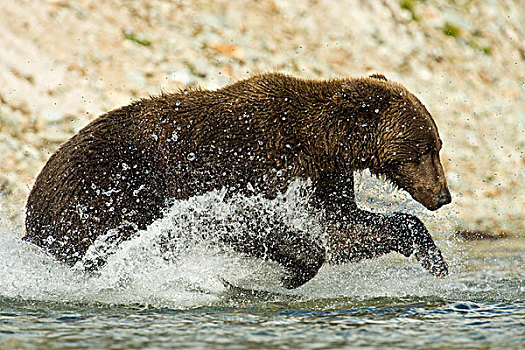 阿拉斯加,卡特迈国家公园,沿岸,棕熊