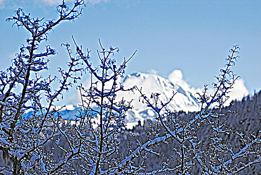 法国,上萨瓦省,风景,冬天,下雪,枝条
