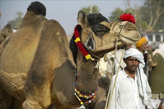 骆驼,男人,装饰,市场,拉贾斯坦邦,印度