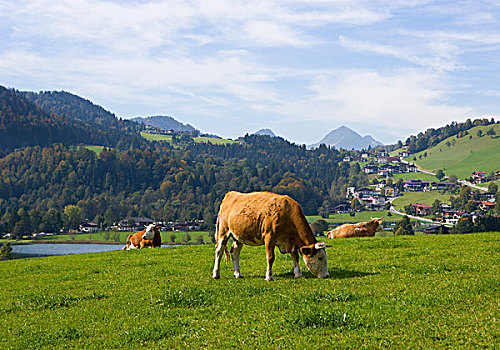 草场,母牛,提洛尔,奥地利,欧洲