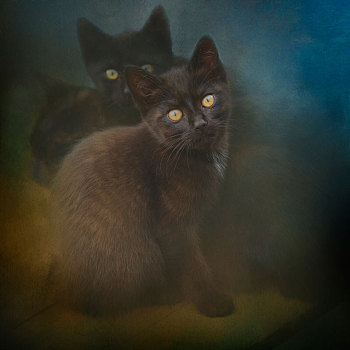 两个,黑色,小猫,凝视,黄色眼睛,成年,猫,背景