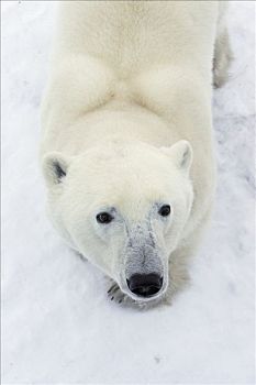北极熊,仰视,摄影师,哈得逊湾,海岸,加拿大