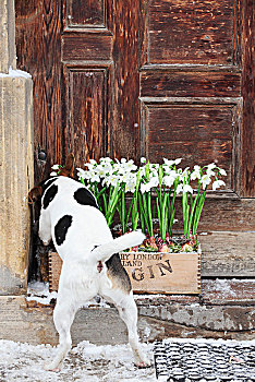 狗,嗅,雪花莲,板条箱