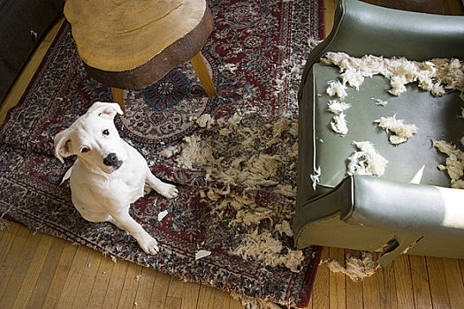 狗,毁坏,椅子