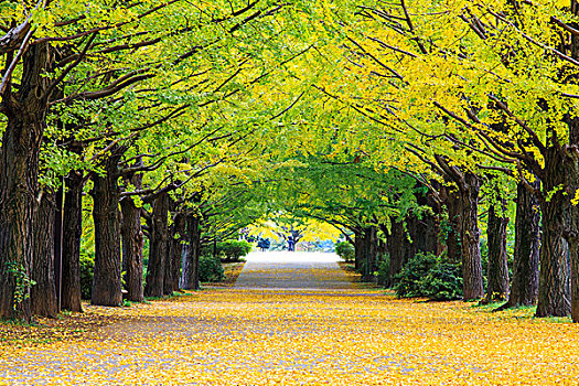 黄色,秋色,树,小树林,银杏
