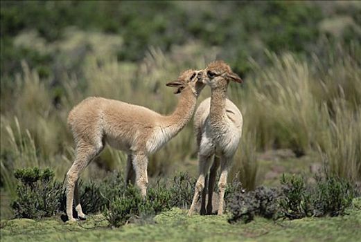 小羊驼,依偎,年轻,一对,潘帕伽勒拉斯国家保护区