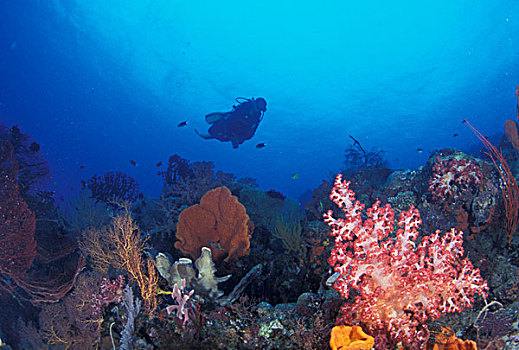 巴布亚新几内亚,西部,湾,礁石,潜水
