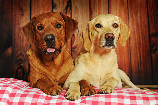 两个,拉布拉多犬,黄色,雄性,雌性,坐,靠近,相互,奥地利,欧洲