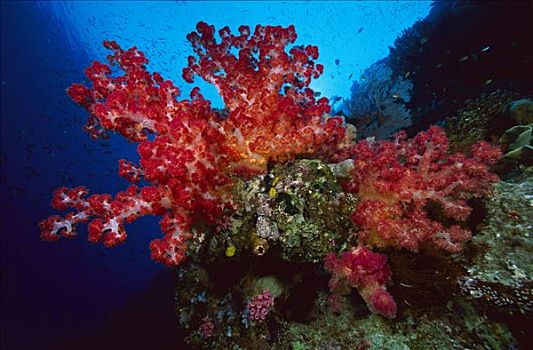 软珊瑚,脚,深,红海,埃及