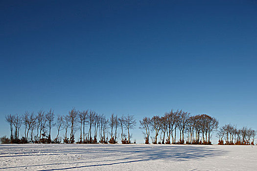 雪景,线条,山毛榉树,山,区域,德国