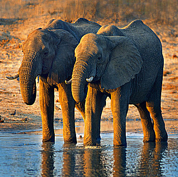 非洲象,近成年,喝,水潭,非洲
