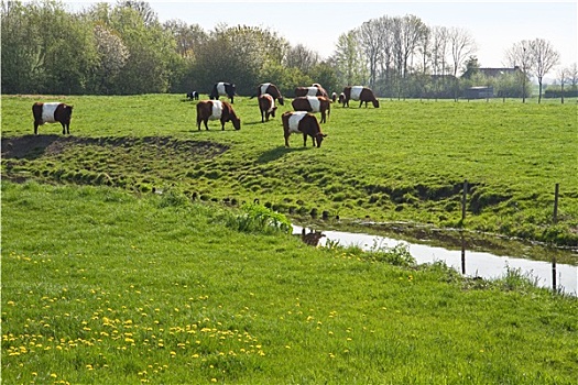 荷兰,母牛,放牧,春天