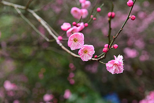 腊梅花开