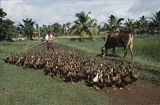 男人,放牧,成群,鸭子,地区,喀拉拉,印度