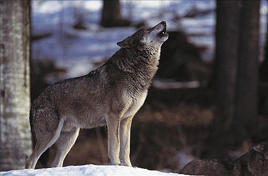 狼,哺乳动物,巴伐利亚森林,国家公园,德国,欧洲,动物