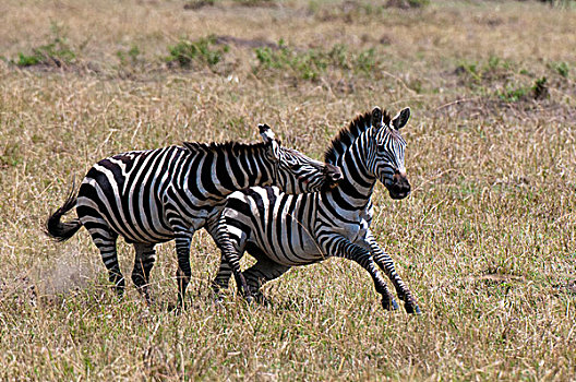 斑马,争斗,马,马赛马拉国家保护区,裂谷,肯尼亚,非洲