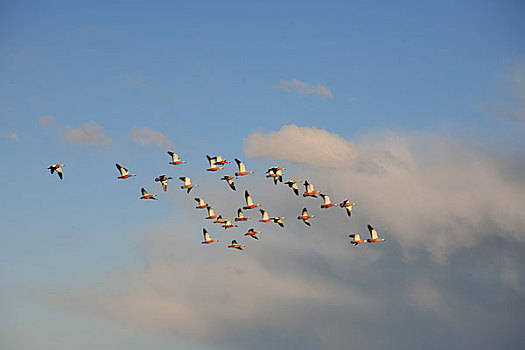 可可西里库赛湖上飞翔的鸟类