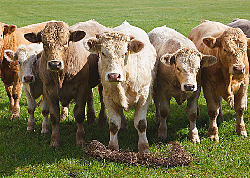 牛,排列,靠近,科克郡,爱尔兰