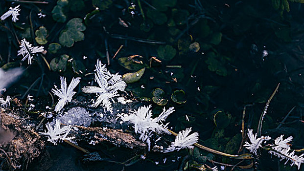 冬季雪地河面冰花特写