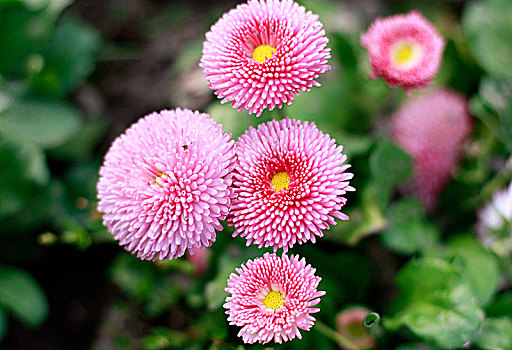 雏菊,菊花,小雏菊,花海