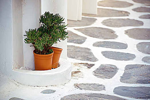 花盆,街道,米克诺斯岛,希腊
