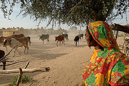 女人,露营,人,近郊,西部,达尔富尔,苏丹,十一月,2004年