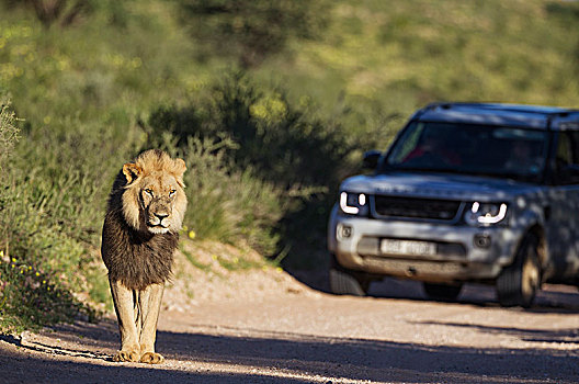 狮子,卡拉哈里沙漠,雄性,走,途中,后面,旅游,交通工具,游戏,开车,下雨,季节,绿色,环境,卡拉哈迪大羚羊国家公园,南非,非洲