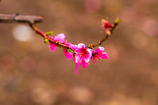 山东蒙阴岱崮地貌桃花盛开