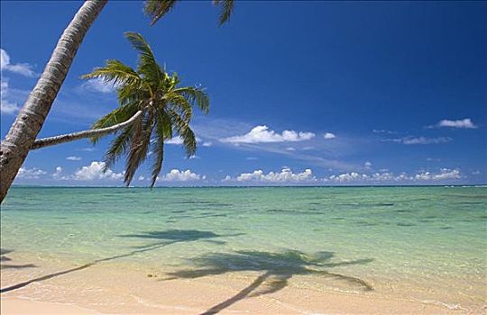 夏威夷,瓦胡岛,棕榈树,悬垂,漂亮,热带,泻湖
