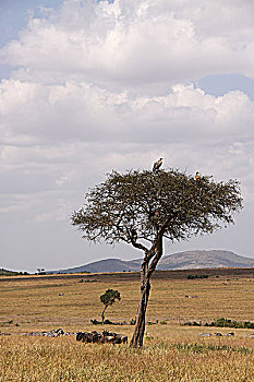 肯尼亚非洲秃鹫