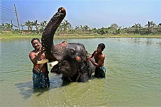 驱象者,浴,大象,水塘,孟加拉,2008年