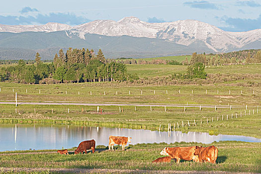 艾伯塔省,加拿大,牛,放牧,靠近,水塘,山麓,山峦,背景