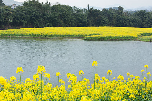 油菜花