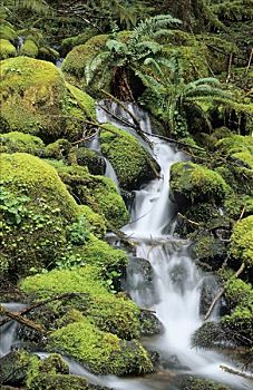 小溪,苔藓,垫,温带雨林,雷尼尔山国家公园,华盛顿,美国
