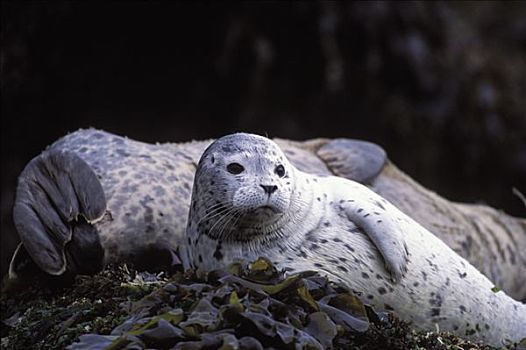斑海豹,休息,低湿地,蒙特利湾,加利福尼亚