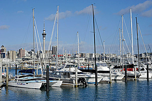 帆船,西港口,码头,天际线,摩天塔,背影,奥克兰,新西兰