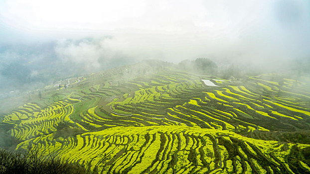 重庆酉阳,小雨晨雾满山涧,金波道道秀梯田