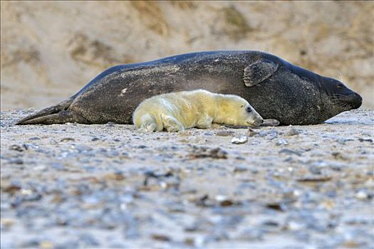 灰海豹,诞生,幼仔,母兽,赫尔戈兰岛,石荷州,德国,欧洲