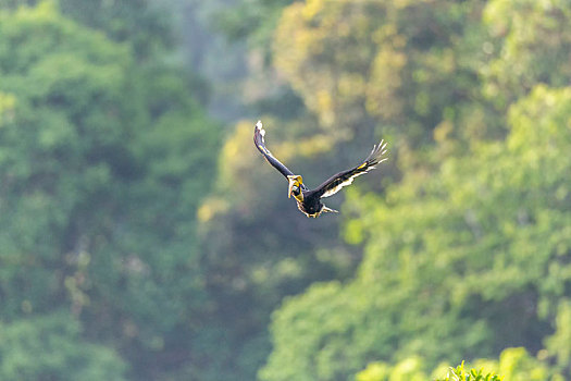 生活在云南热带森林中,喜欢啄食树上果实的双角犀鸟