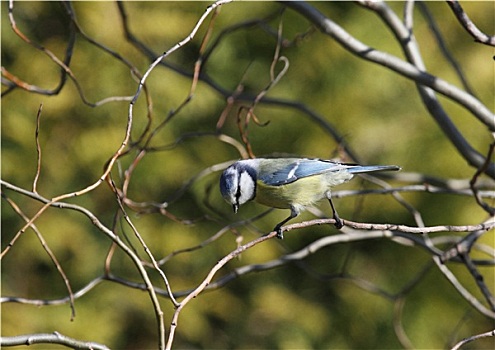蓝山雀,树