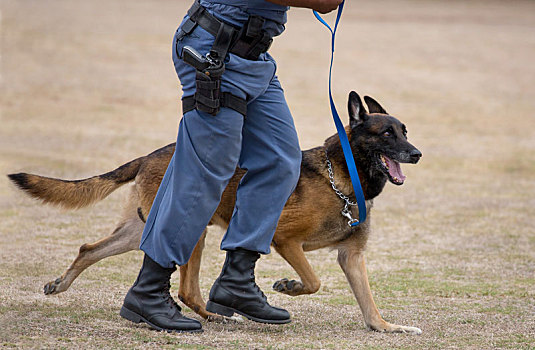 德国牧羊犬,警察,狗,训练者