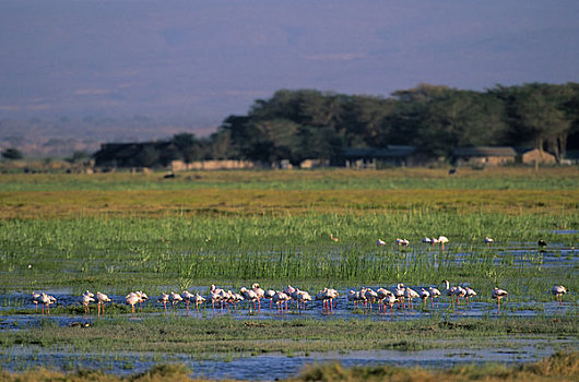 肯尼亚,安伯塞利国家公园,小红鹳