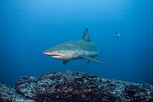 加拉帕戈斯,鲨鱼,直翅真鲨,岛屿,哥斯达黎加,北美
