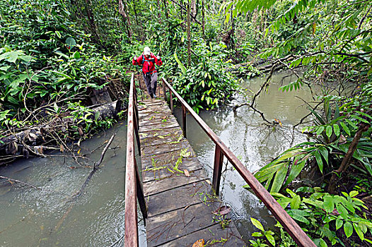 远足者,穿过,桥,雨林,泻湖,住宿,阿拉胡埃拉,哥斯达黎加,中美洲
