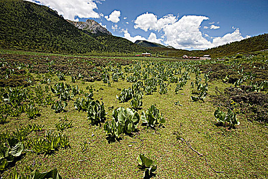 草地,香格里拉,中国