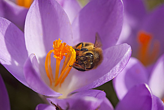藏红花,蜜蜂,春天,特写