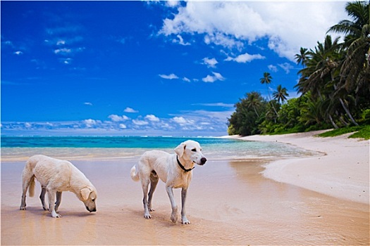 两个,大,狗,荒芜,热带沙滩