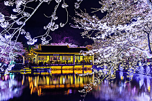 鼋头渚樱花夜景