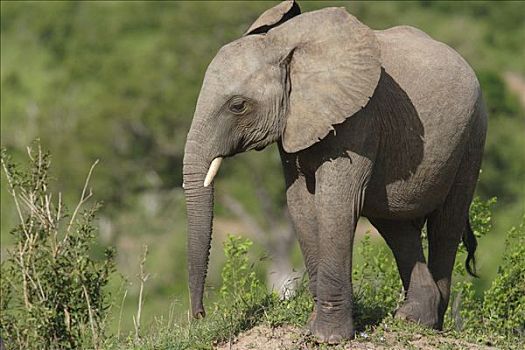 非洲象,幼兽,大象,肯尼亚